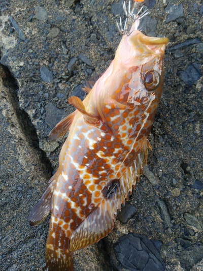 ひさびさ敦賀エギング