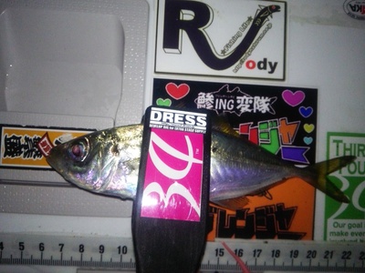 渋々アジング
