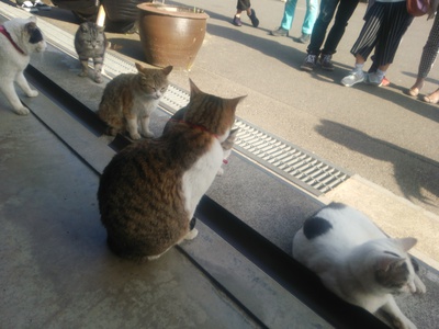 癒しとデカ盛りスポットへ