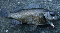 ようやく春の春告げ魚 2017/03/30 06:09:00