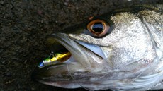 GW ショア&オフショア 2017/05/07 16:17:39