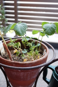 苺の広々寄せ植え♪