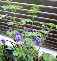 レースラベンダーとローズゼラニウムの寄せ植え