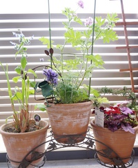 レースラベンダーとローズゼラニウムの寄せ植え