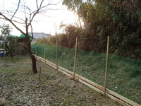 鶏日記⑩　やきいも 2012/01/20 20:53:52
