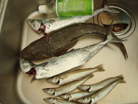 キス釣り 2012/10/17 21:30:54