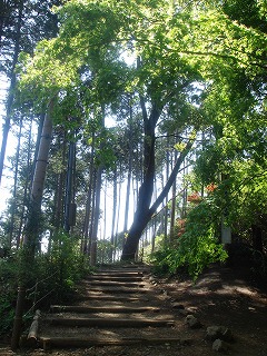 ウン十年ぶりの山登り 高尾山