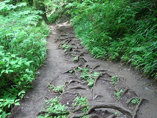 高尾山　6号路～稲荷山コース