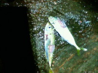 釣り納め091229 2009/12/30 11:29:13