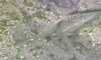 ヤエンデビュー100611-12 2010/06/13 06:27:29