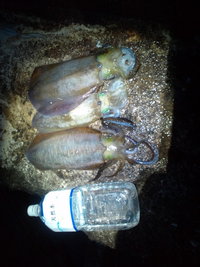 サイズアップ!!101119 2010/11/21 05:34:22