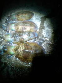 にごり110402 2011/04/03 18:00:42