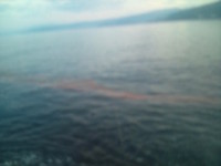 ヤエンの進み方110421-2 2011/04/23 09:05:42