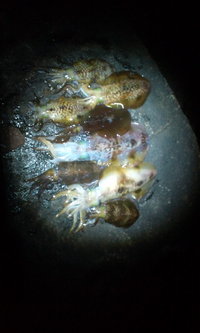 エアノスRADIX1-500 2011/02/05 08:25:01