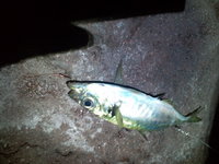 2010GW 2010/05/04 09:38:19