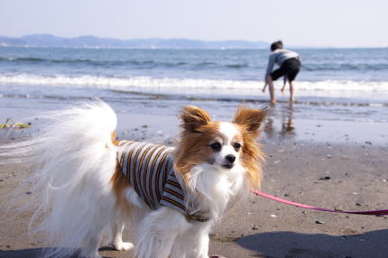 初ドライブは江の島♪