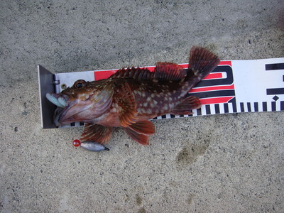 NEW ROD