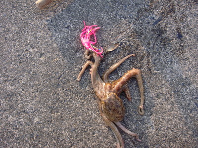 軟体動物捕獲隊。