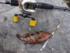 9月2日も根魚だー。