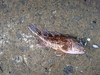 9月2日も根魚だー。