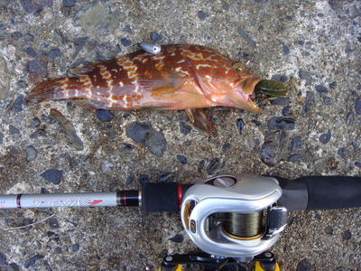 9月3日も根魚だい。