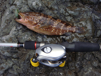 9月3日も根魚だい。