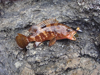 9月3日も根魚だい。