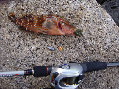 9月3日も根魚だい。