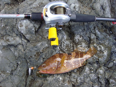 9月3日も根魚だい。