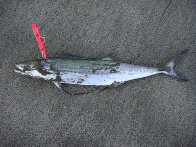 さらしに向かって撃て！