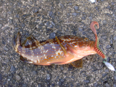 敦賀アオリ&根魚