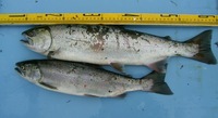 魚魚魚