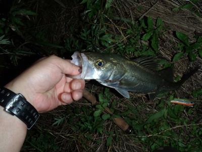 １週間の出来事～其の参　釣り編～