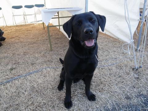 災害救助犬ホープ