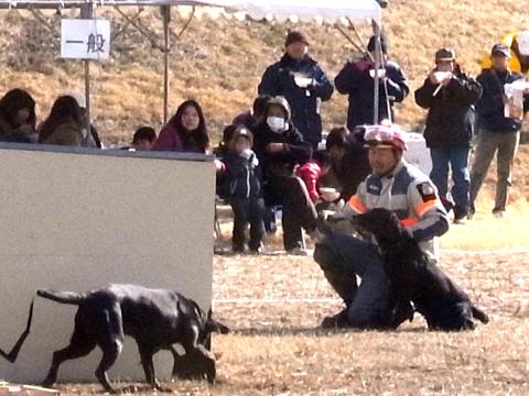 災害救助犬ホープ