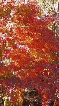 高尾山 2012/11/25 13:12:34