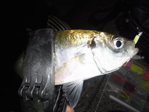 DAIWA　EX　AGS　AJING　71.5L-S　羽弓を試す・・・！