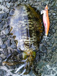 謹賀新年＆釣り初め2010 2010/01/03 21:32:38