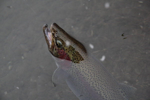 魔王釣り3