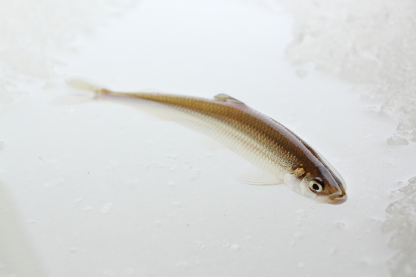 冬の釣りキャンプ♪（後編）