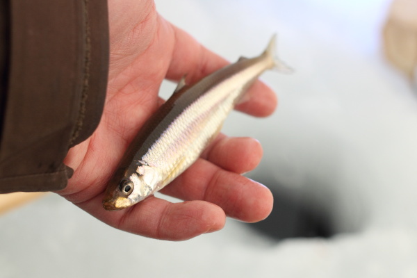 冬の釣りキャンプ♪（後編）