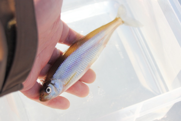 冬の釣りキャンプ♪（後編）