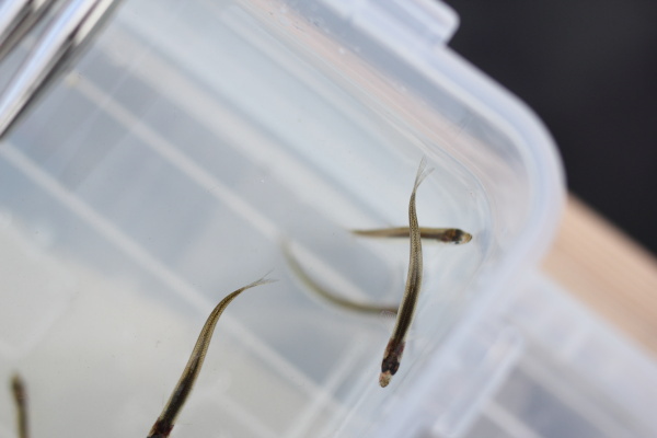 津風呂湖でワカサギ