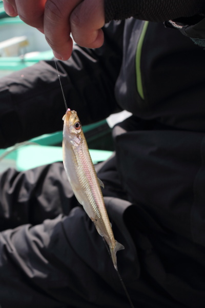 津風呂湖でワカサギ