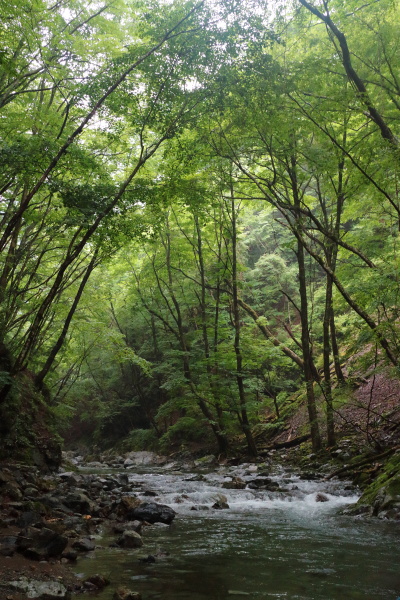 増水中の渓流へ