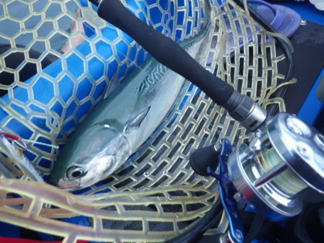Penn Squall 25 Conventional Reel - SQL25N – The Fishing Shop