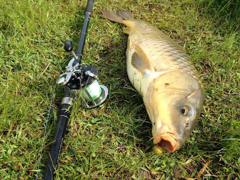 Angler's Life ～浮かべ釣道～:和洋折衷釣り 〜ユーロカープフィッシング〜