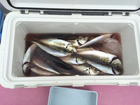 ＜相模湾アジ＞型ヨシ大漁！