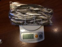 ＜諏訪湖ワカサギ＞当たり単発