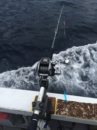 ＜石花海ムギイカ＞型見程度